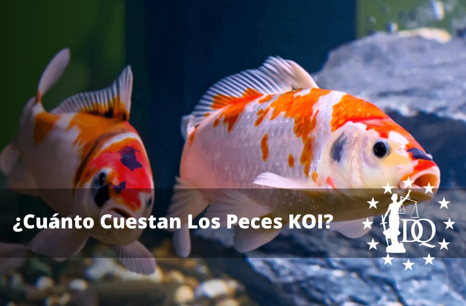 Cuánto Cuestan Los Peces KOI